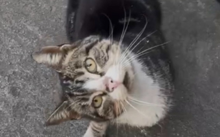 Kot leżący na ziemi, patrzący w obiektyw.