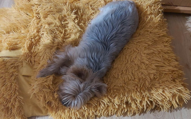 Zbiórka Pilna operacja psiaka Maji - zdjęcie główne