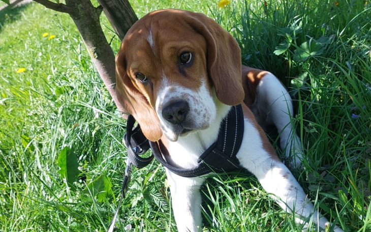 Zbiórka Zbiórka na leczenie Luckiego - zdjęcie główne