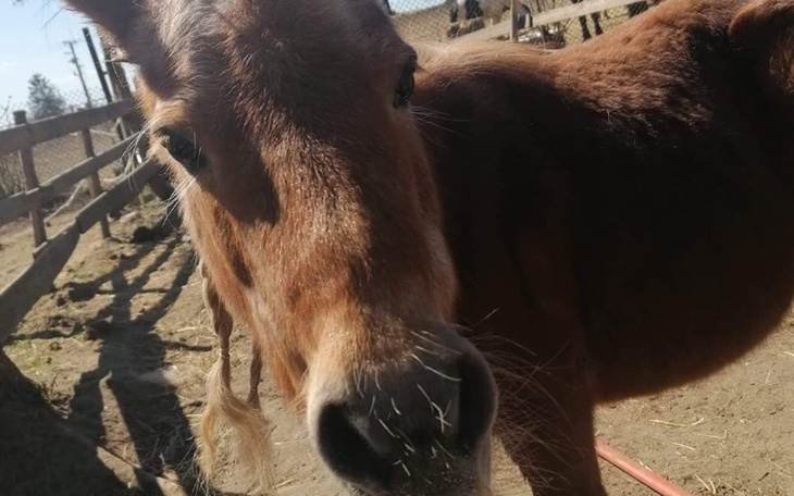 Kucyk z bliska, z ciekawskim spojrzeniem.
