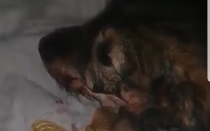 Zbiórka Transport rannego szczeniaczka - zdjęcie główne