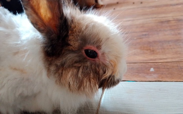 Uroczy królik z długimi uszami, siedzący na podłodze.