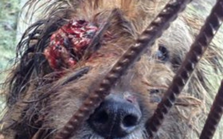 Pies z raną na głowie, patrzący przez kraty.