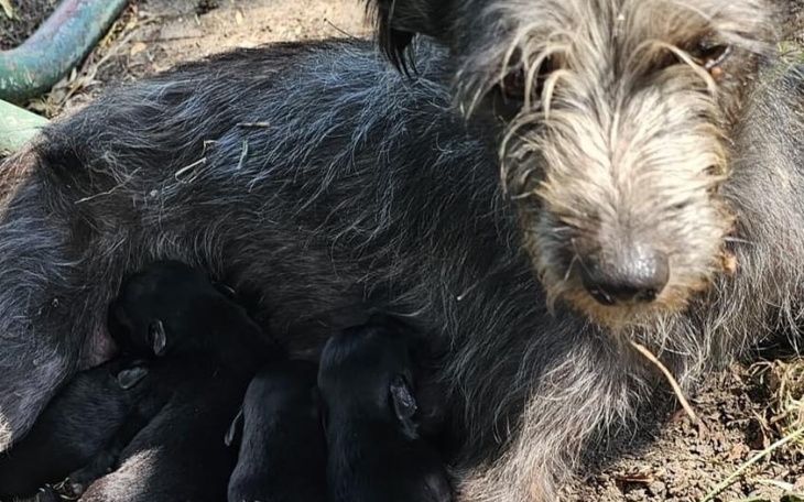 Zbiórka Kastracja wyrzuconej suczki - zdjęcie główne