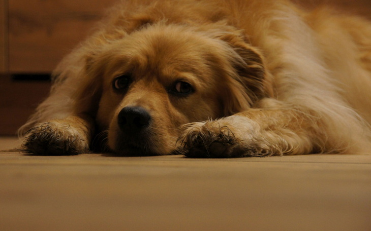 Zbiórka na jedzonko dla piesiorów - zdjęcie główne