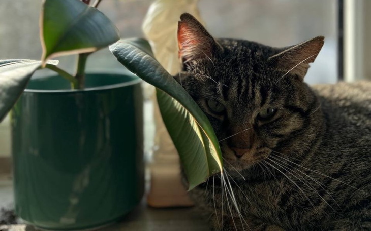 Kot odpoczywający obok rośliny w słonecznym miejscu.