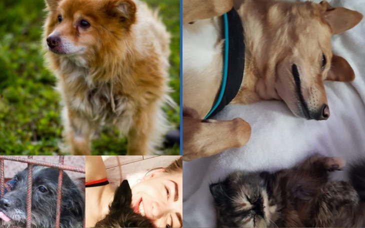 Zbiórka Zwierzę najlepszy przyjaciel - zdjęcie główne