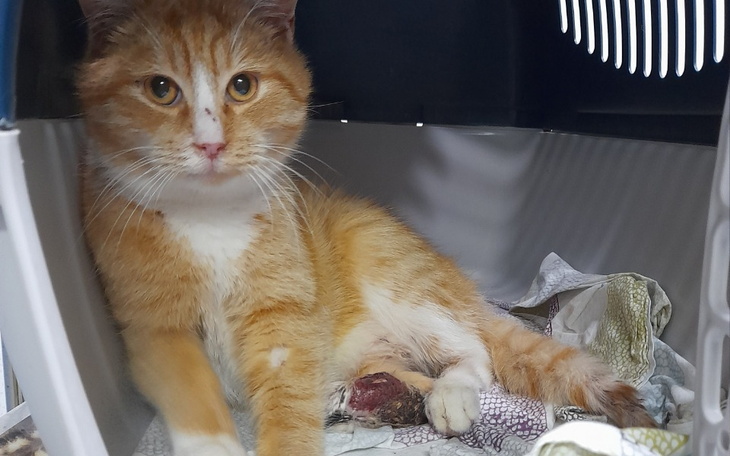 Zbiórka Kocurek ze złamaną łapką - zdjęcie główne