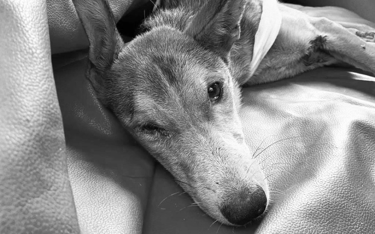 Zbiórka Dzielna Kosta odeszła ... - zdjęcie główne