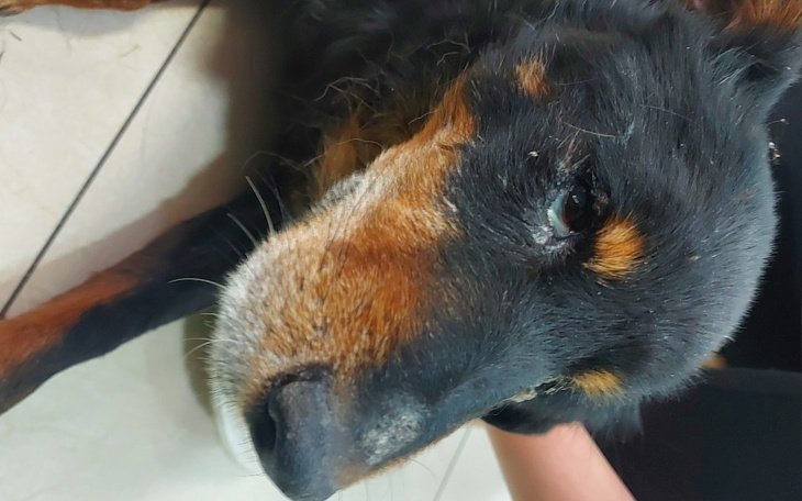 Zbiórka Potrzebuje pomocy - Pirat. - zdjęcie główne