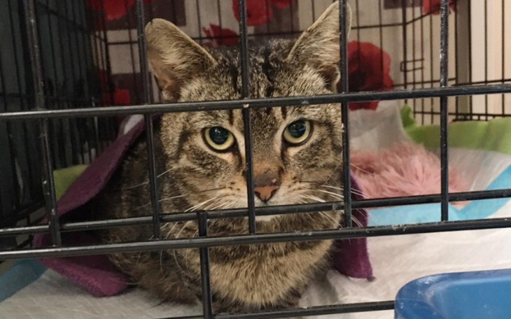 Zbiórka Iskra w walce z FIP - zdjęcie główne