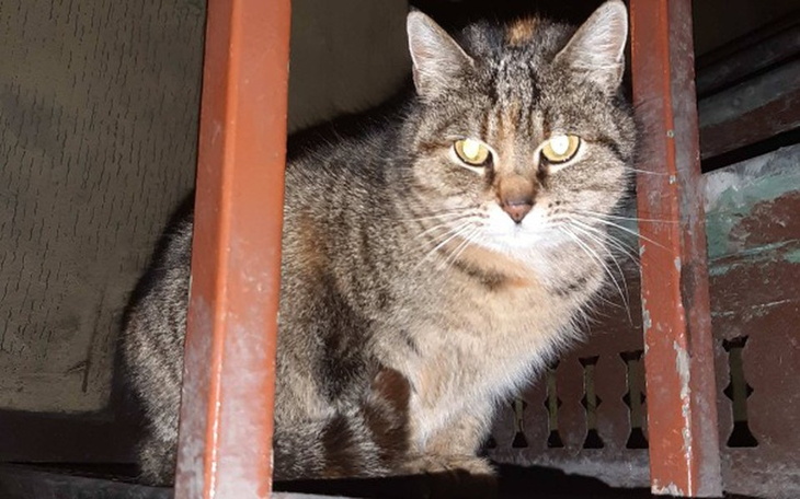 Zbiórka Dla 2 kotek ! Nowy dom i badania - zdjęcie główne