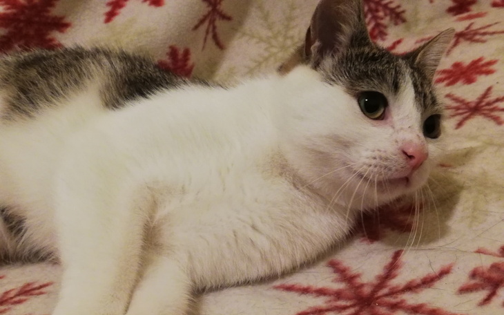 Zbiórka 2 dni ogrzewania kociarni e01 - zdjęcie główne