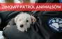 Zbiórka Zimowy Patrol Animalsów 2026 - miniaturka zdjęcia