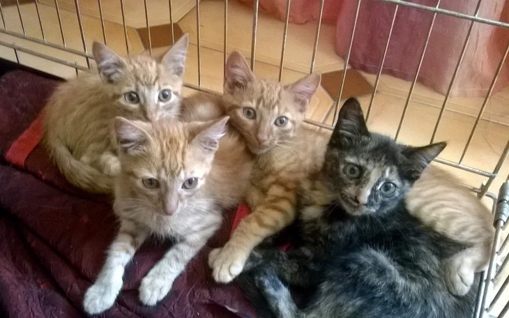 Zbiórka Wyrzucona kocia Rodzina - zdjęcie główne