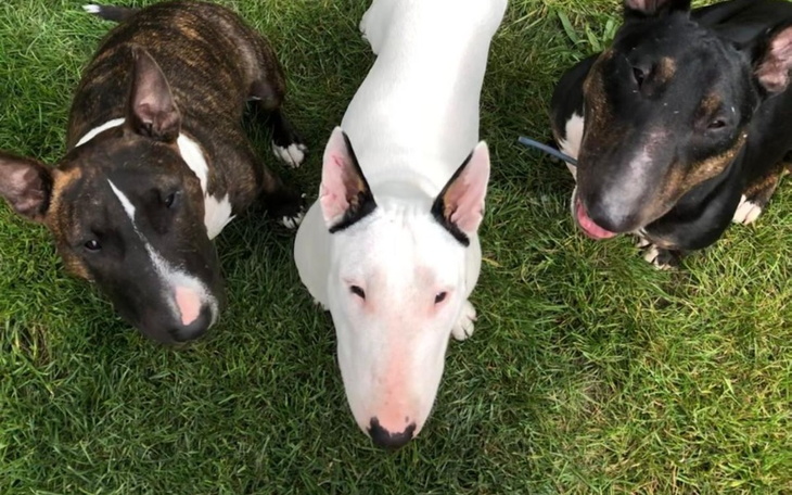 Zbiórka Operacja i rehabilitacja Riki - zdjęcie główne