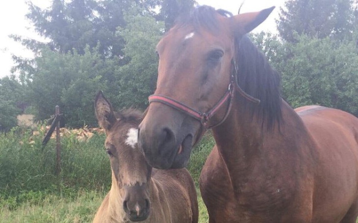 Zbiórka Klacz i dwumiesięczne dziecko ! - zdjęcie główne