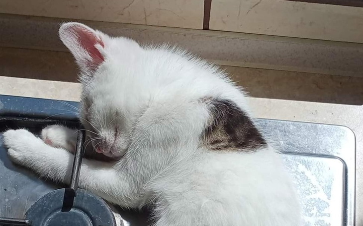 Zbiórka Kociaki - Na leczenie peppy - zdjęcie główne