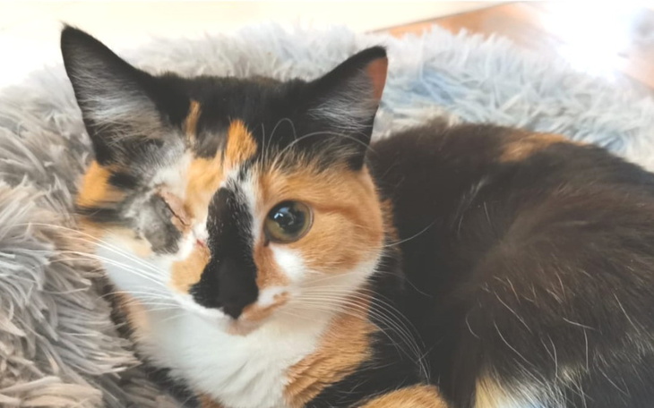 Zbiórka Pomóż wyzdrowieć Pieguni... - zdjęcie główne