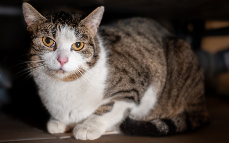 Kot o brązowym futrze, siedzący w cieniu, z ciekawym spojrzeniem.