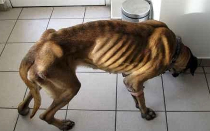 Zbiórka Pomóż biednym zwierzaczkom - zdjęcie główne