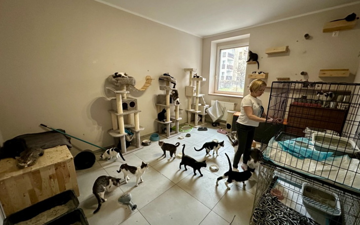 Koty w schronisku, a pracownik zajmuje się ich karmieniem.