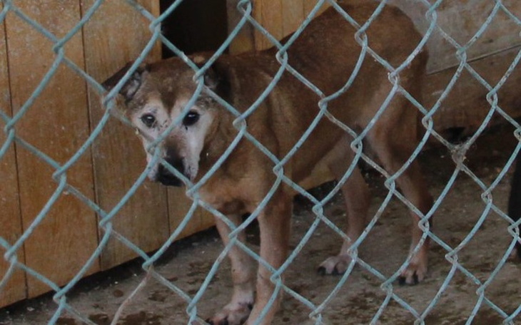 Zbiórka Boksy dla najstarszych psiaków - zdjęcie główne
