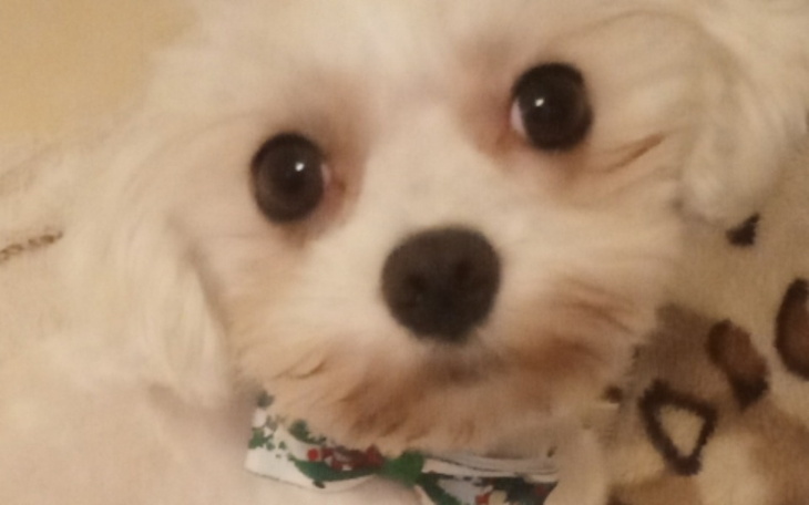 Zbiórka Na leczenie Bibisi i Wikuni - zdjęcie główne