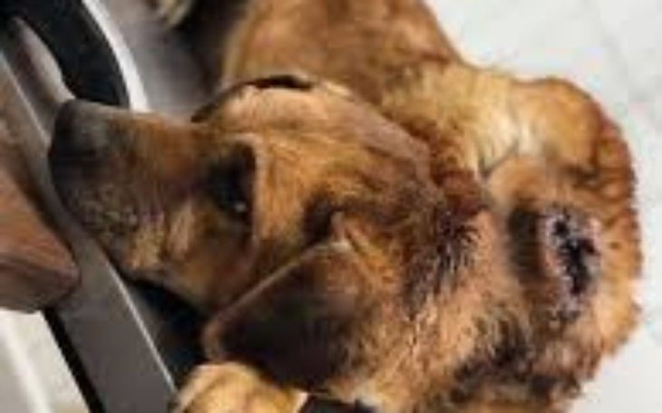 Zbiórka Bluza z brol stras - zdjęcie główne