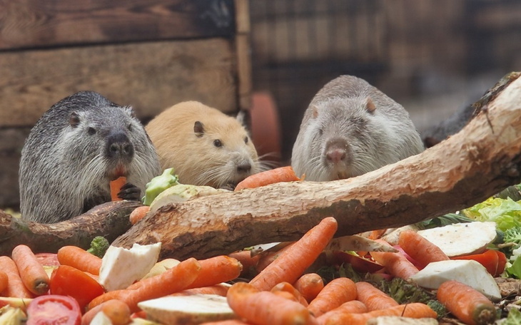 Trzy świnki morskie jedzące marchewki i warzywa.
