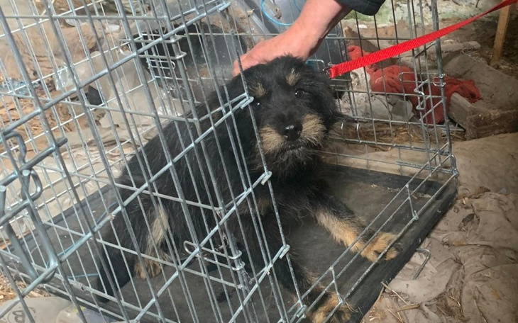 Zbiórka Pinio - znaleziony w polach - zdjęcie główne