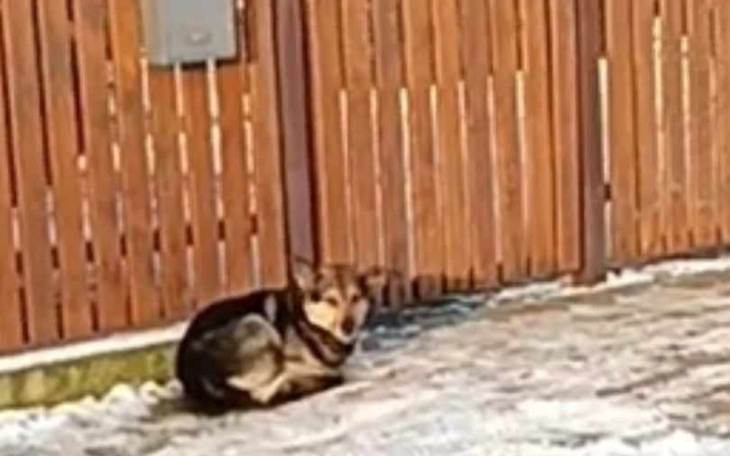 Bezdomny pies leżący na zimnym chodniku.