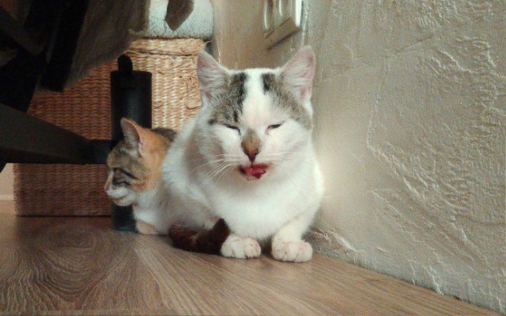 Zbiórka Leczenie kota Jogurta - zdjęcie główne