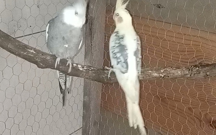 Zbiórka Zbieram na papugi - zdjęcie główne