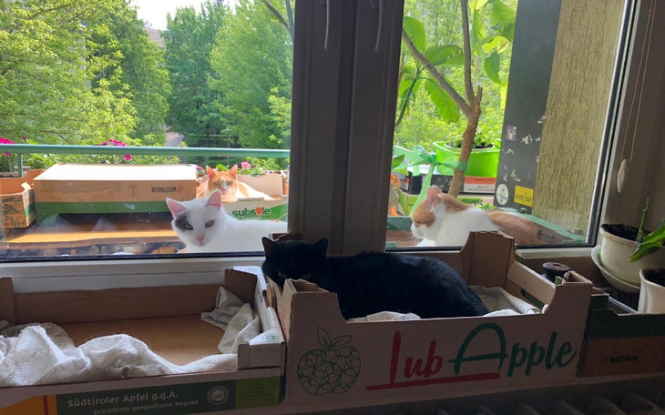 Zbiórka Pomóżmy kociarni przetrwać zimę - zdjęcie główne