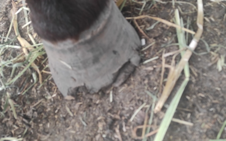 Zbiórka Na leczenie kopyt Bleckiego - zdjęcie główne