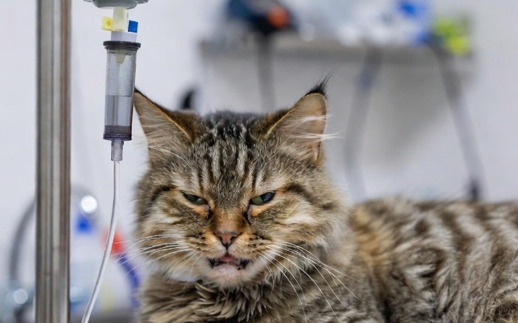 Kot w klinice weterynaryjnej, z wyrazem niezadowolenia.