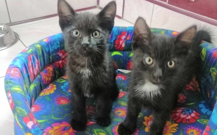 Zbiórka Opieka wet nad maluszkami - zdjęcie główne