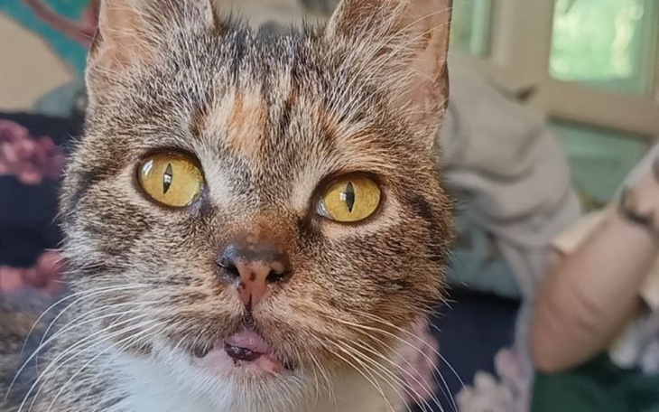 Zbiórka Babcia Gienia ból zwyrodnieniowy - zdjęcie główne