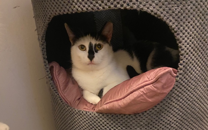 Kot leżący w legowisku, z wyrazem spokojnej ciekawości.