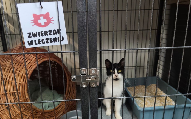 Kot w klatce, z tabliczką informacyjną.