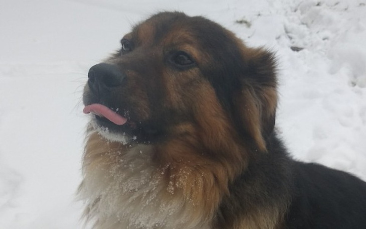 Zbiórka Ratujmy łapy Lesera - zdjęcie główne