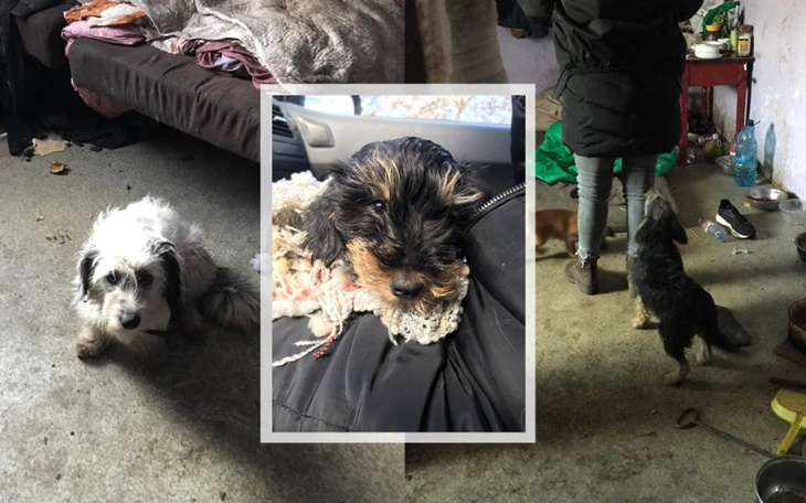 Zbiórka Koszmar psów z pseudohodowli - zdjęcie główne