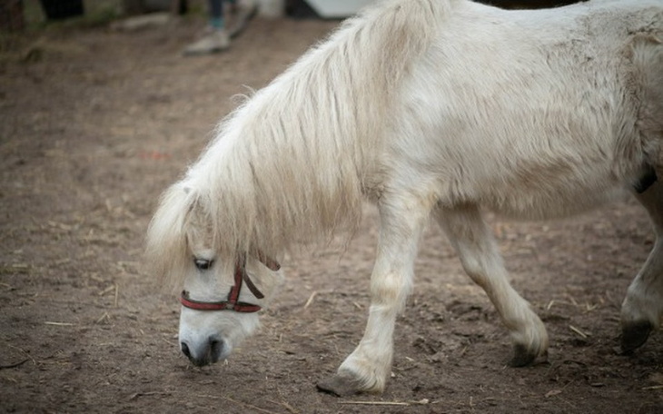Zbiórka Zaniedbany kucyk Hugo - zdjęcie główne