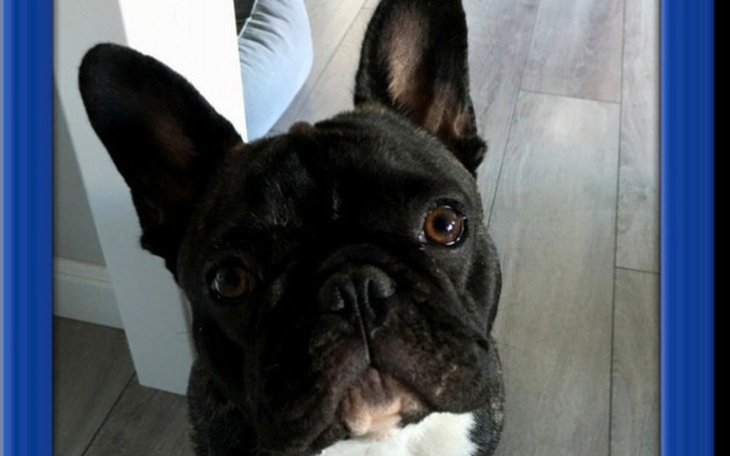 Zbiórka Pomusz Daffy - zdjęcie główne