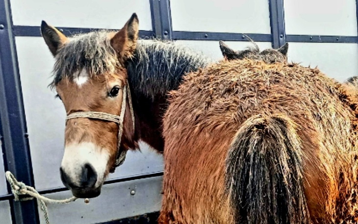 Zbiórka Młoda Aria ma zginąć w rzeźni - zdjęcie główne