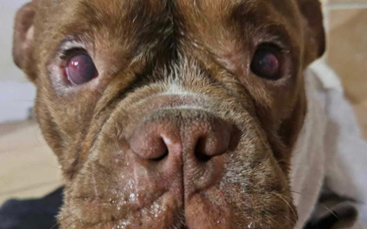 Zbiórka Oczy Ziko - zdjęcie główne