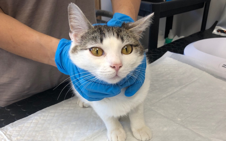 Kot w rękach weterynarza, z uważnym spojrzeniem.