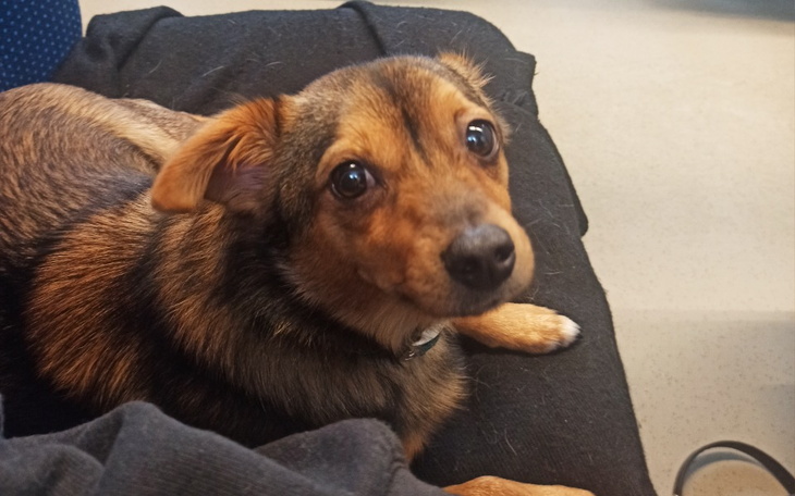 Mały piesek leży na czarnej odzieży, patrząc w obiektyw.