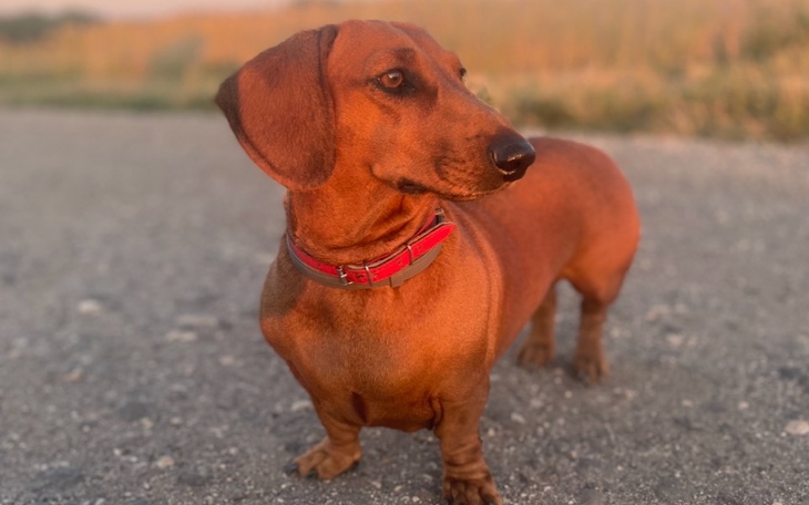 Zbiórka Pomoc dla naszej kochanej Dory - zdjęcie główne